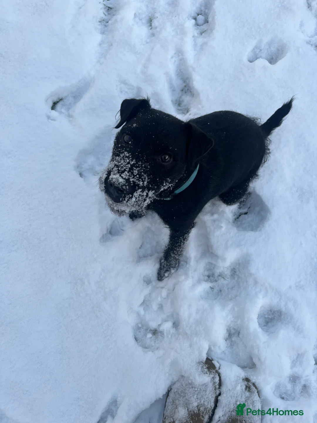 Patterdale Terrier dogs for sale: Patterdale pups for sale  in Minehead - Advert 20