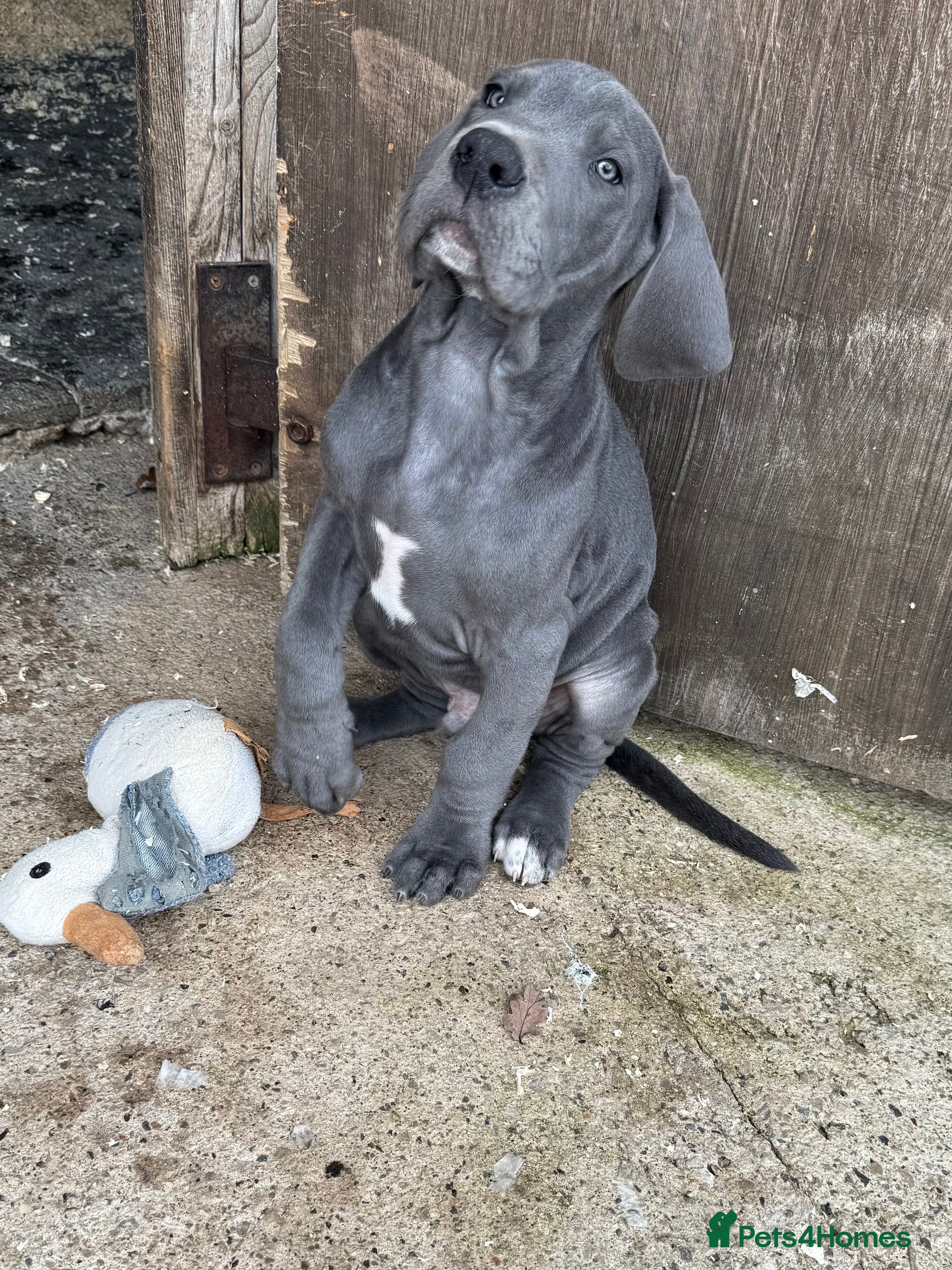 Great Dane dogs 1 xFemale, 1 x Male BLUE Kc reg Great Danes - Advert 18