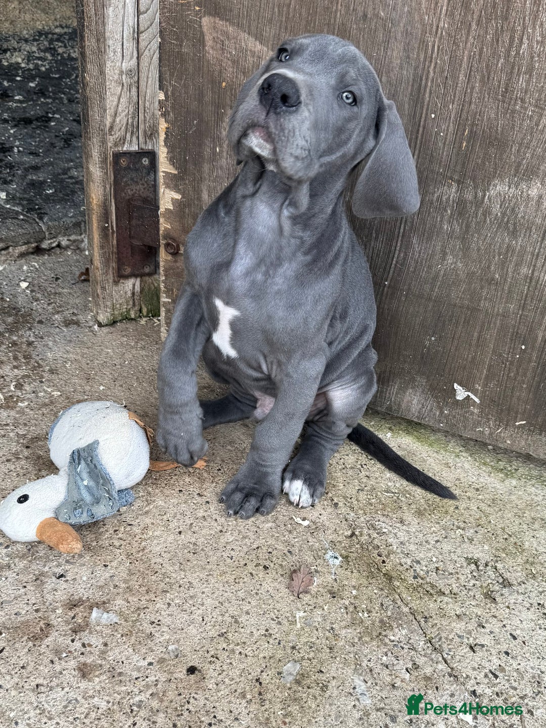 Great Dane dogs for sale: READY NOW! BLUE Kc reg Great Danes - Advert 1