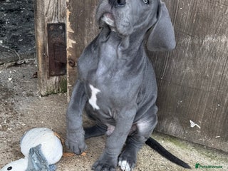 Great Dane dogs READY NOW! BLUE Kc reg Great Danes - Advert 17