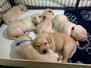 Labrador Retriever dogs Stunning litter of Labrador puppies - Advert 17