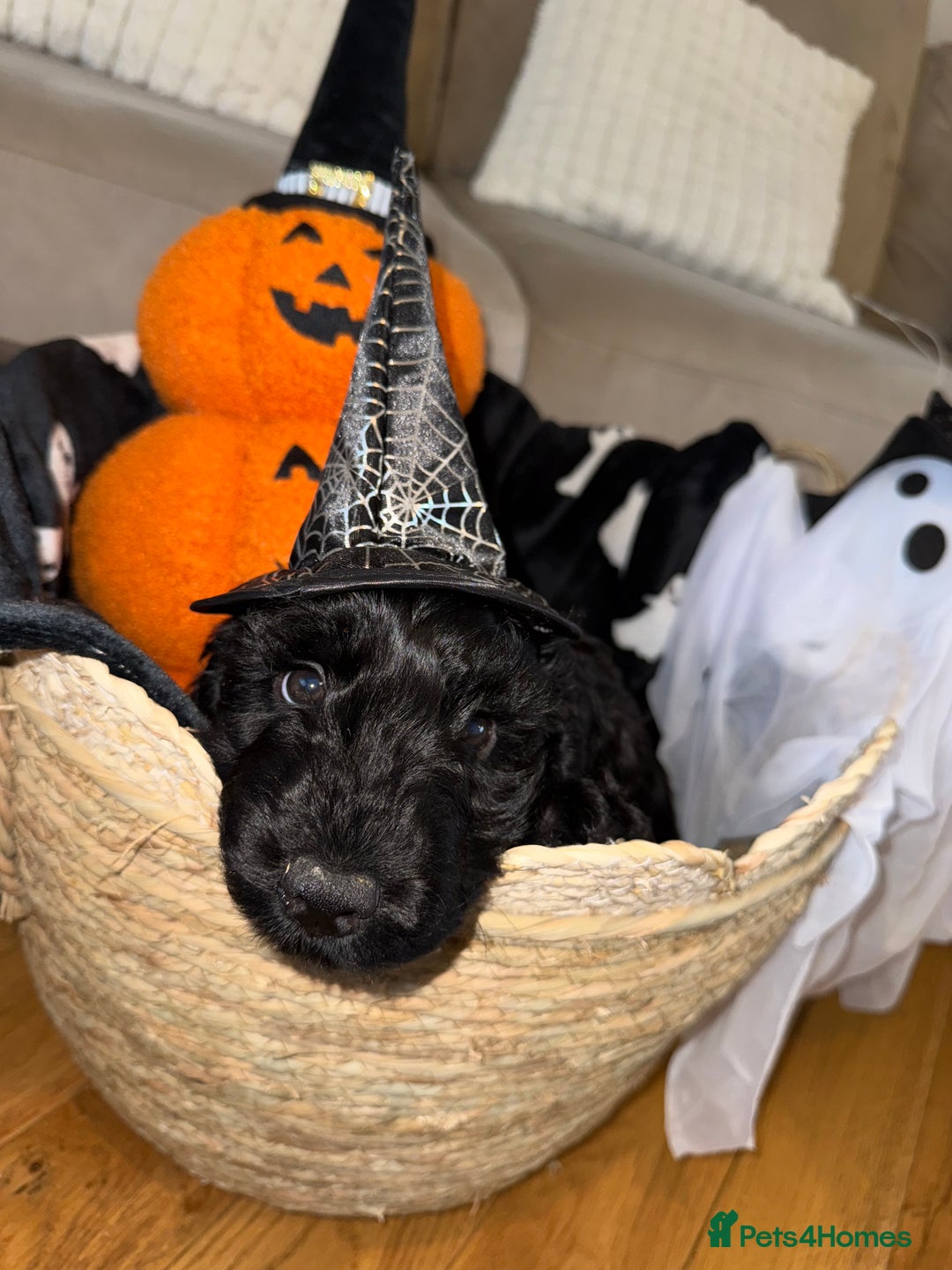 Cockapoo dogs for sale: F1 Cockapoo puppies  - Image 38