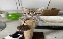 Mixed Breed cats for sale: 2 playful friendly kitten for sale - Image 2