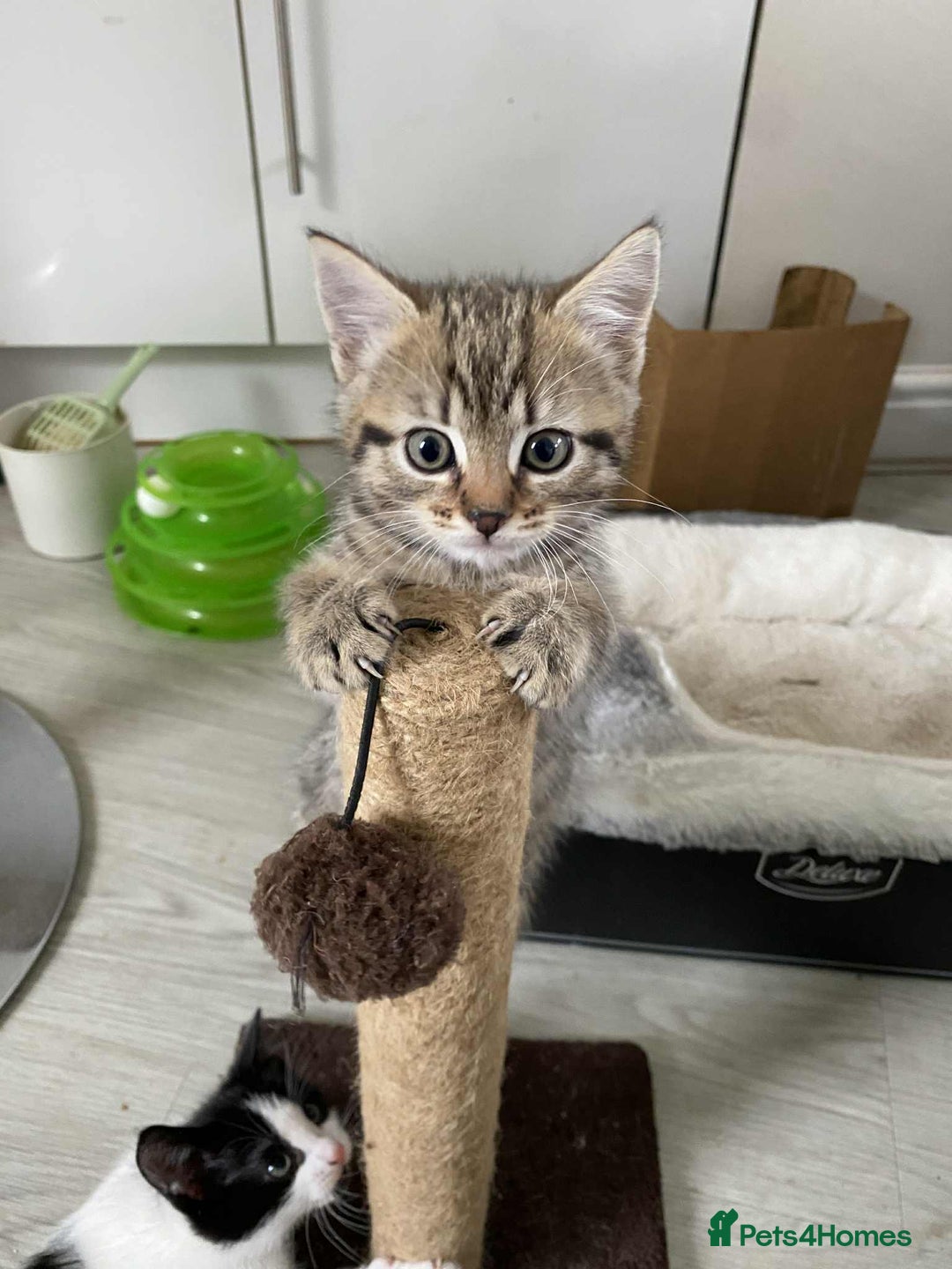 Mixed Breed cats for sale: 2 playful friendly kitten for sale - Image 2