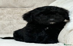 Cockapoo dogs for sale: 😍😍 F1 cockapoo puppies 😍😍 - Image 10