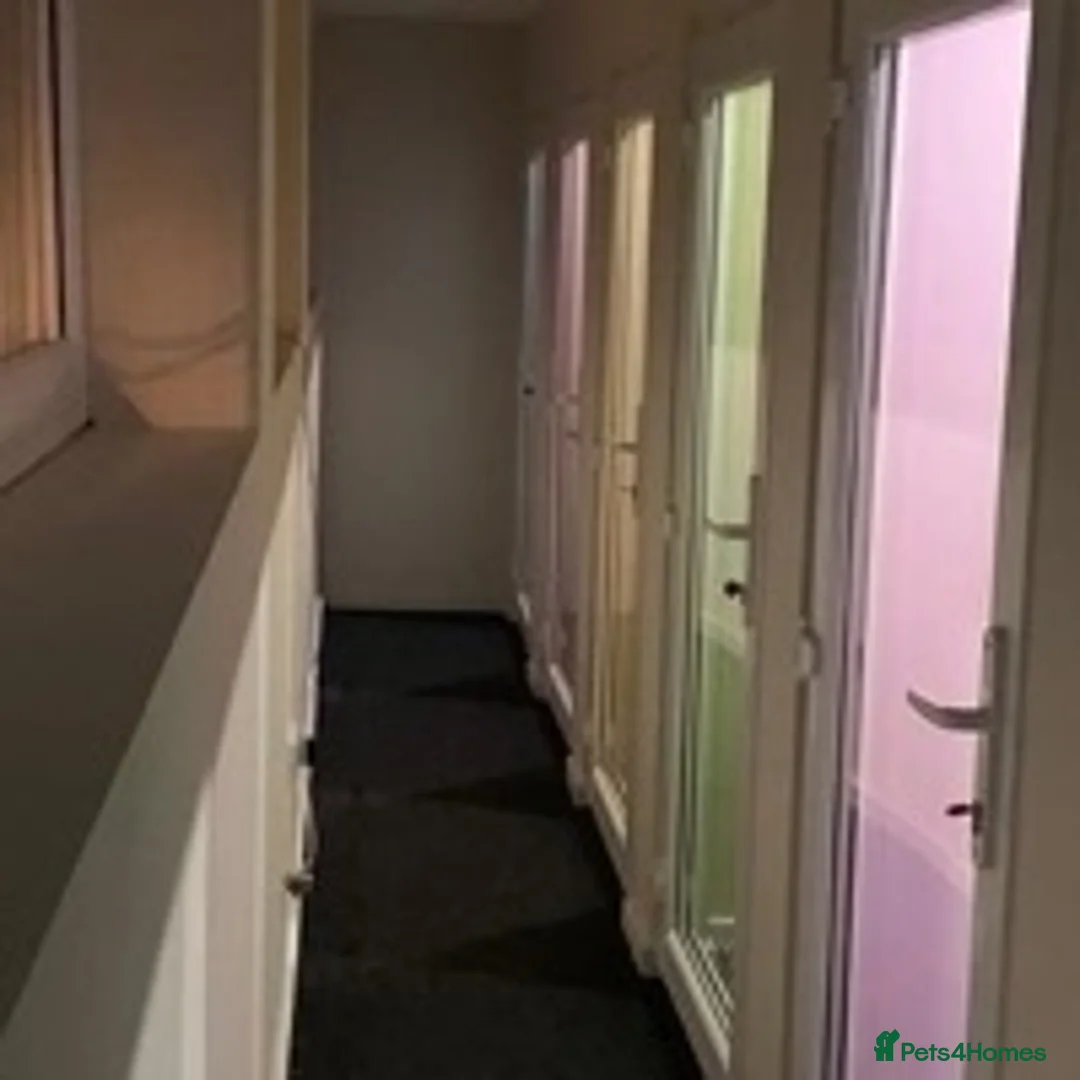 Ragdoll cats for stud: Very large proven ragdoll with available litter in Brighouse - Advert 9