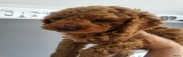 Cockapoo dogs for sale: F1b cockapoos (Ready now) - Advert 11