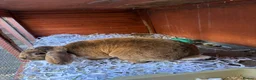 Dwarf Lop rabbits for sale: Plush dwarf lop - Advert 1