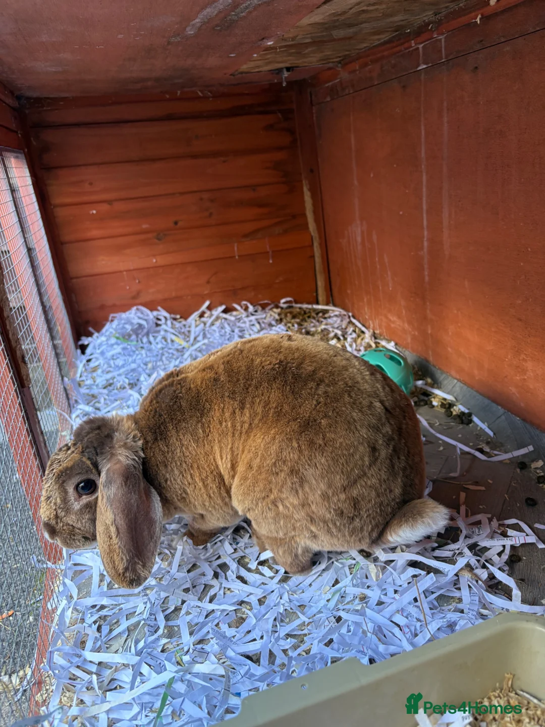 Dwarf Lop rabbits for sale: Plush dwarf lop - Advert 1