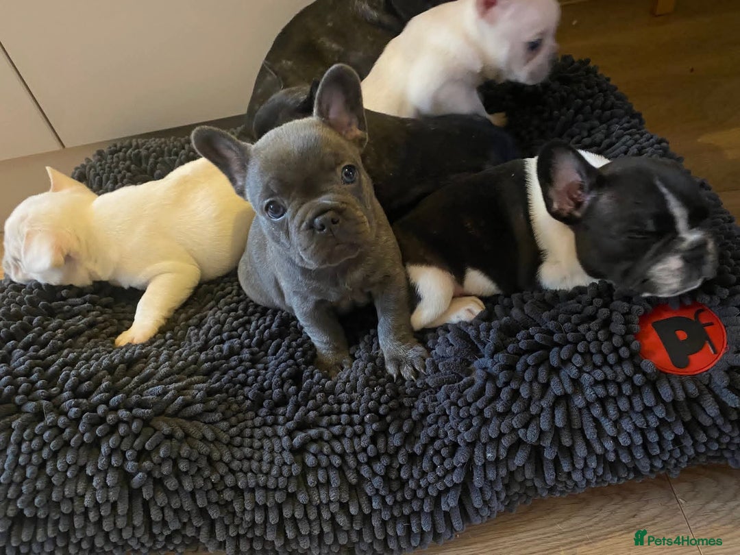 French Bulldog dogs for sale: 2 French bulldog puppies| | 8weeks old - Advert 1