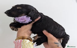 Cockapoo dogs for sale: Beautiful F1 litter of 11 cockapoos - Image 6