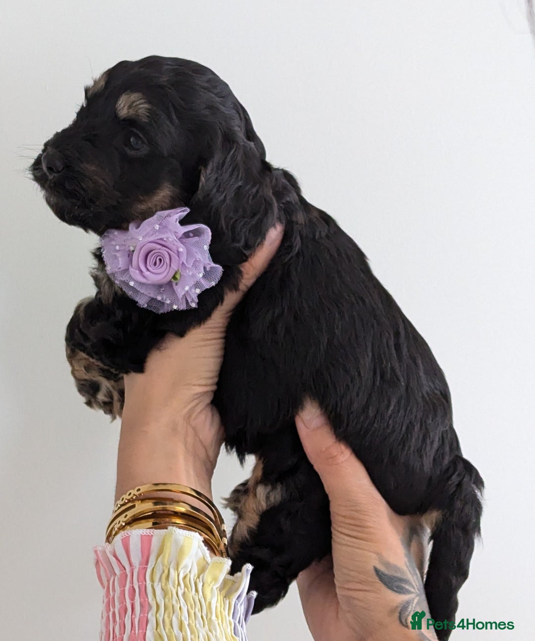 Cockapoo dogs for sale: Beautiful F1 litter of 11 cockapoos - Image 6