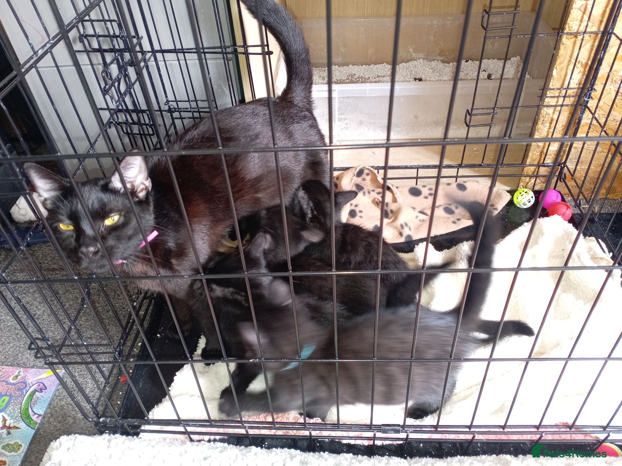 British Shorthair cats Black domestic Shorthair kittens - Advert 1