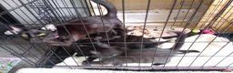 British Shorthair cats for sale: Black domestic Shorthair kittens - Advert 1