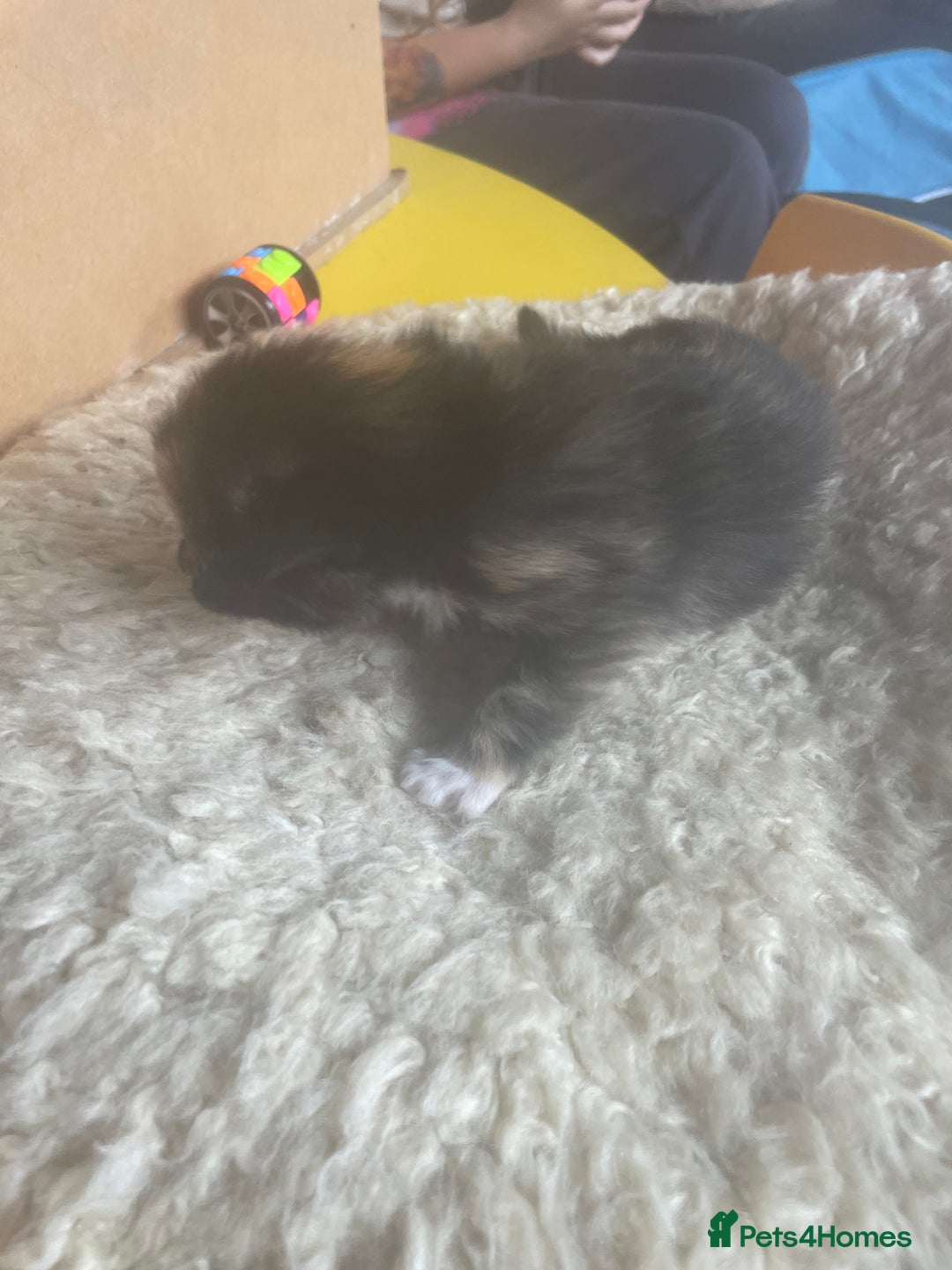 Bengal cats for sale: Part bengal kittens  - Image 23