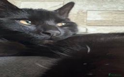 Bombay cats for sale: Bombay male kitten ( NOT£50 (FREE) - Image 3