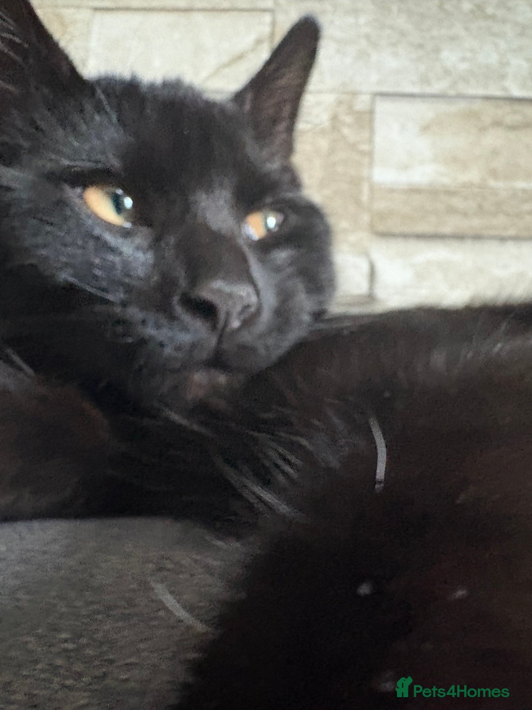 Bombay cats for sale: Bombay male kitten ( NOT£50 (FREE) - Image 3