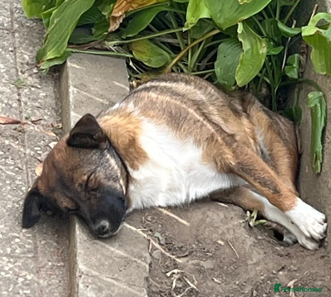 Mixed Breed dogs for adoption: BELLA -  a superb little girl, for a Loving Home - Advert 11