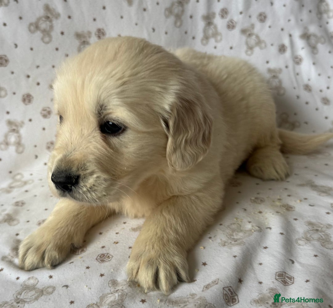Golden Retriever dogs for sale: Golden Retriever Puppies 🐶🤍 - Image 11