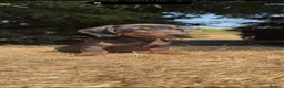 Dachshund dogs for sale: 3 beautiful Dashound pups  - Advert 5