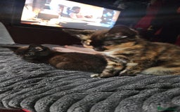 Mixed Breed cats for sale: Two Tiny Kittens  - Image 1