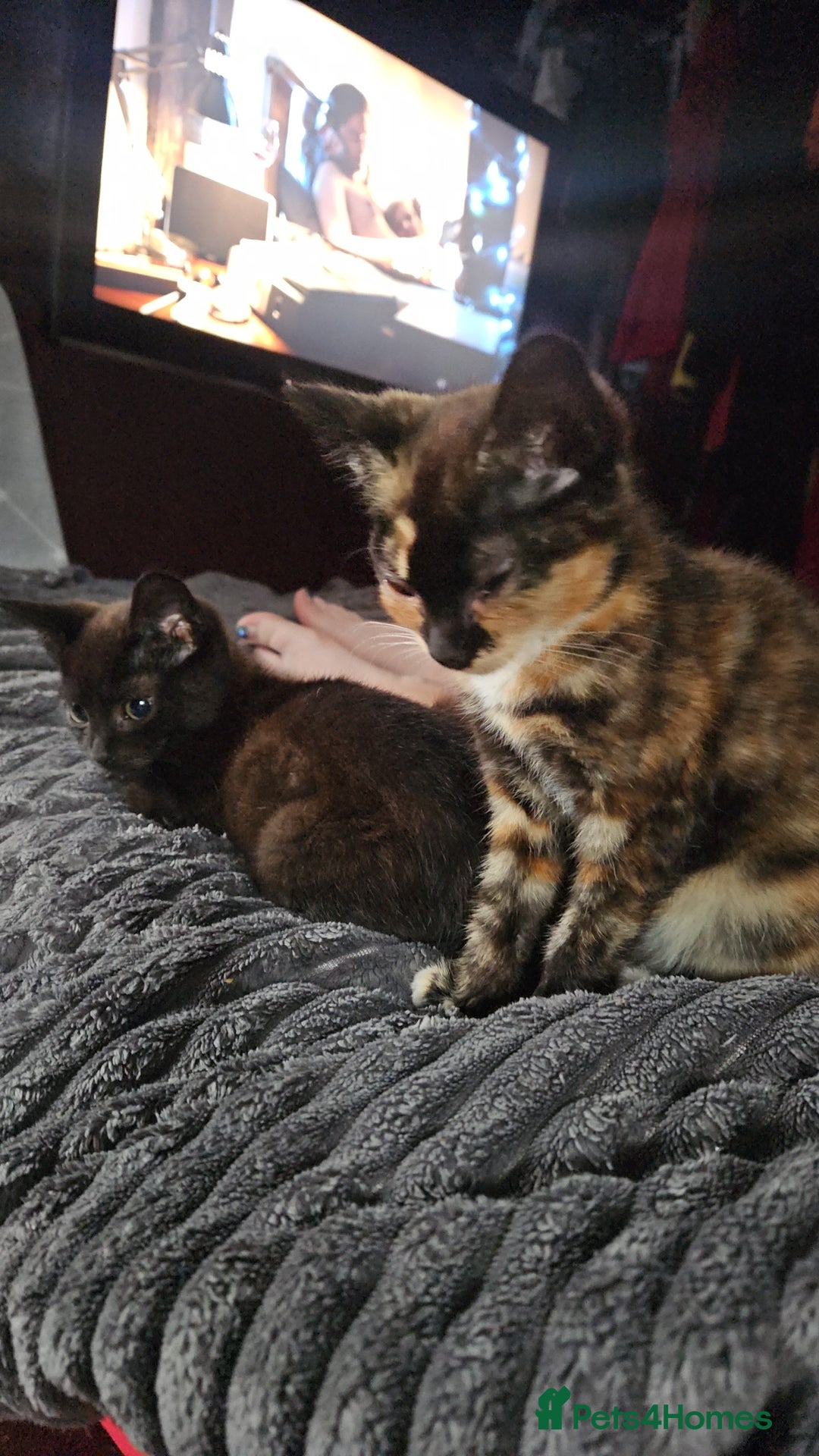Mixed Breed cats for sale: Two Tiny Kittens  - Image 1