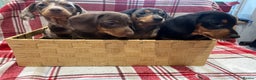 Miniature Dachshund dogs for sale: Miniature Dachshund puppies for sale - Advert 8