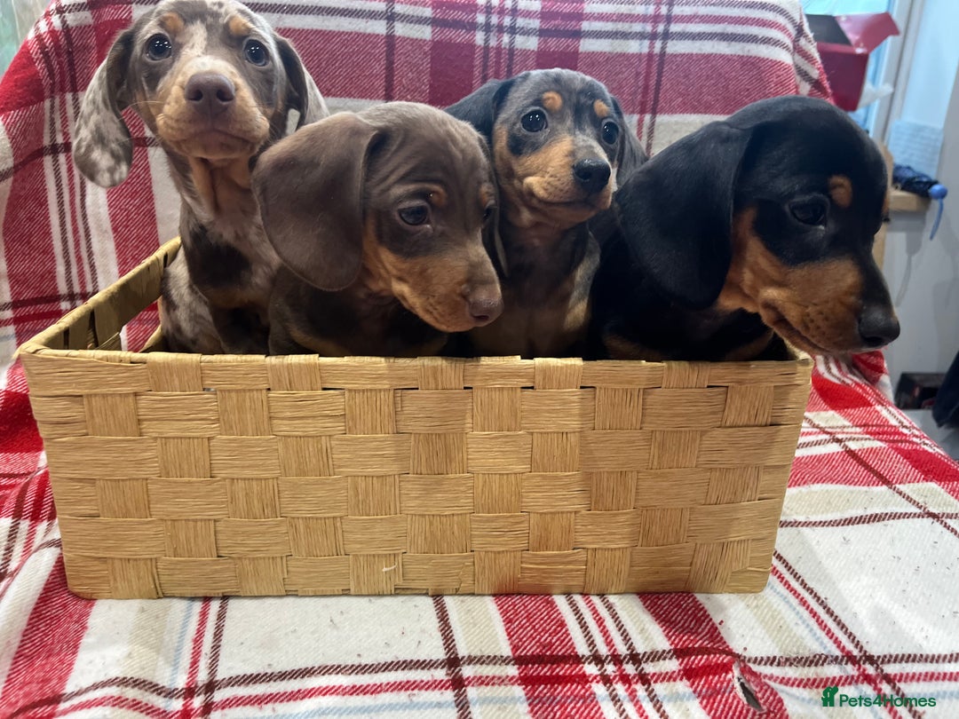 Miniature Dachshund dogs for sale: Miniature Dachshund puppies for sale - Advert 8