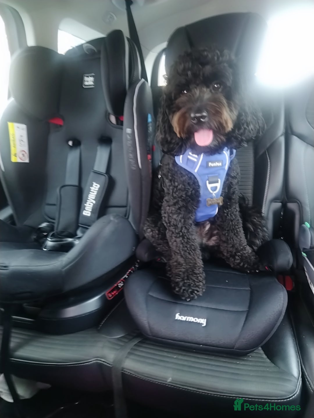 Cockapoo dogs Bonni – lovely Cockapoo available for stud - Advert 5