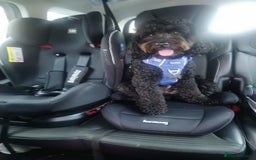 Cockapoo dogs for stud: Bonni – lovely Cockapoo available for stud - Image 1