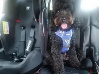 Cockapoo dogs Bonni – lovely Cockapoo available for stud - Advert 19