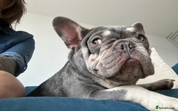 French Bulldog dogs for sale: 2 year old French Bulldog  - Advert 5