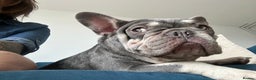 French Bulldog dogs for sale: 2 year old French Bulldog  - Advert 5