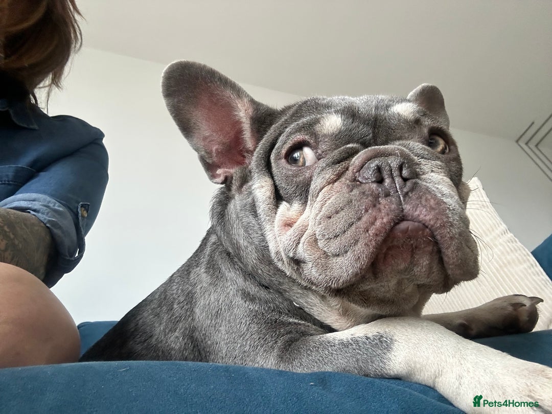 French Bulldog dogs for sale: 2 year old French Bulldog  - Advert 5
