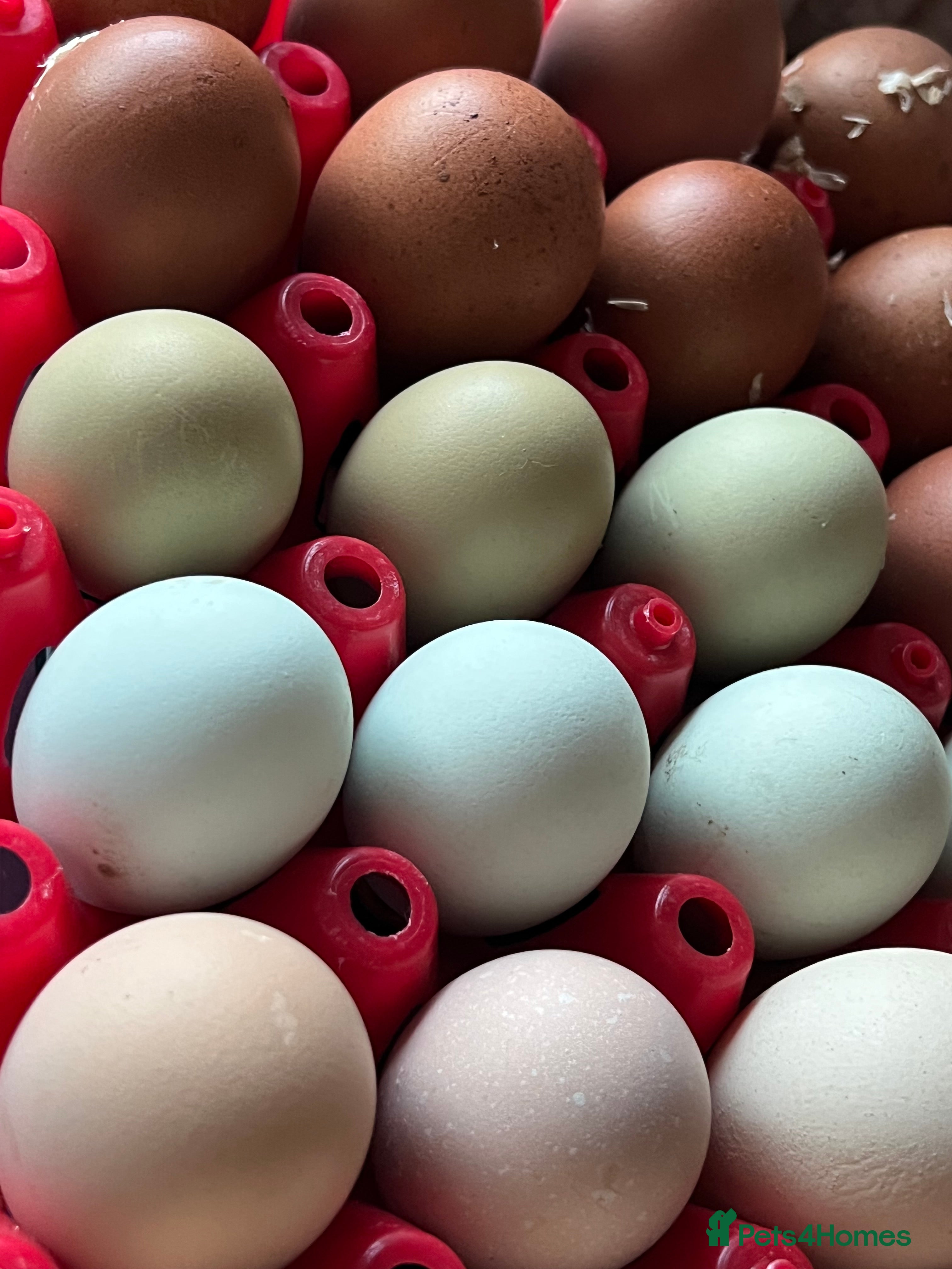 Chickens poultry Hatching eggs  - Advert 1