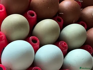 Chickens poultry Hatching eggs - Advert 16