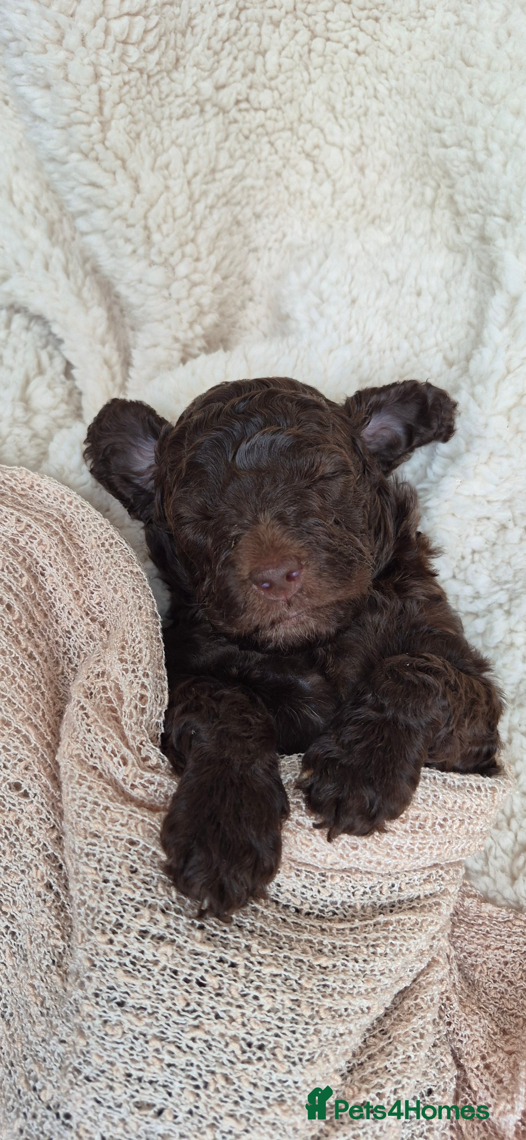 Australian Labradoodle dogs * ONLY 4 girls available* Australian Labradoodle  - Advert 2