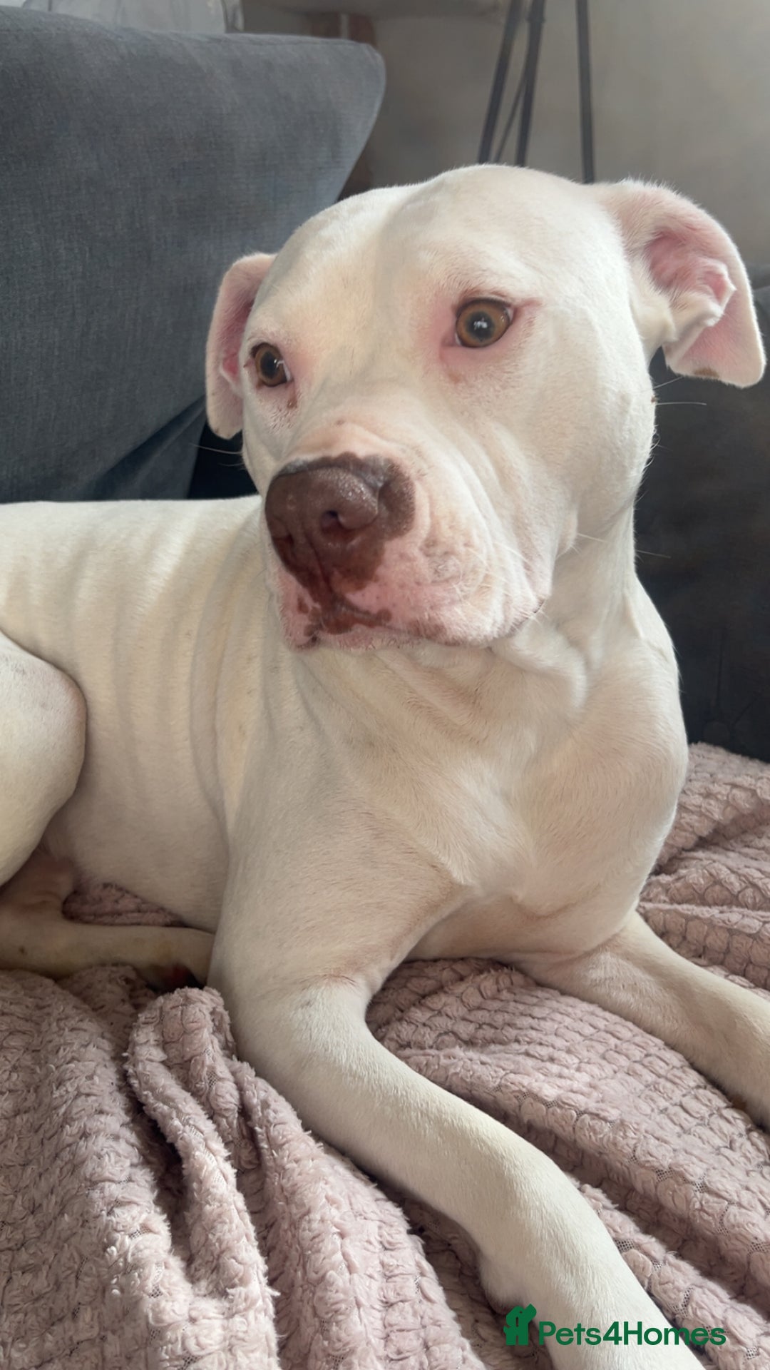 Mixed Breed dogs for sale: Standard bully cross breed - Advert 2