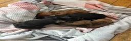 Dachshund dogs for sale: Dachshund puppies - Advert 26