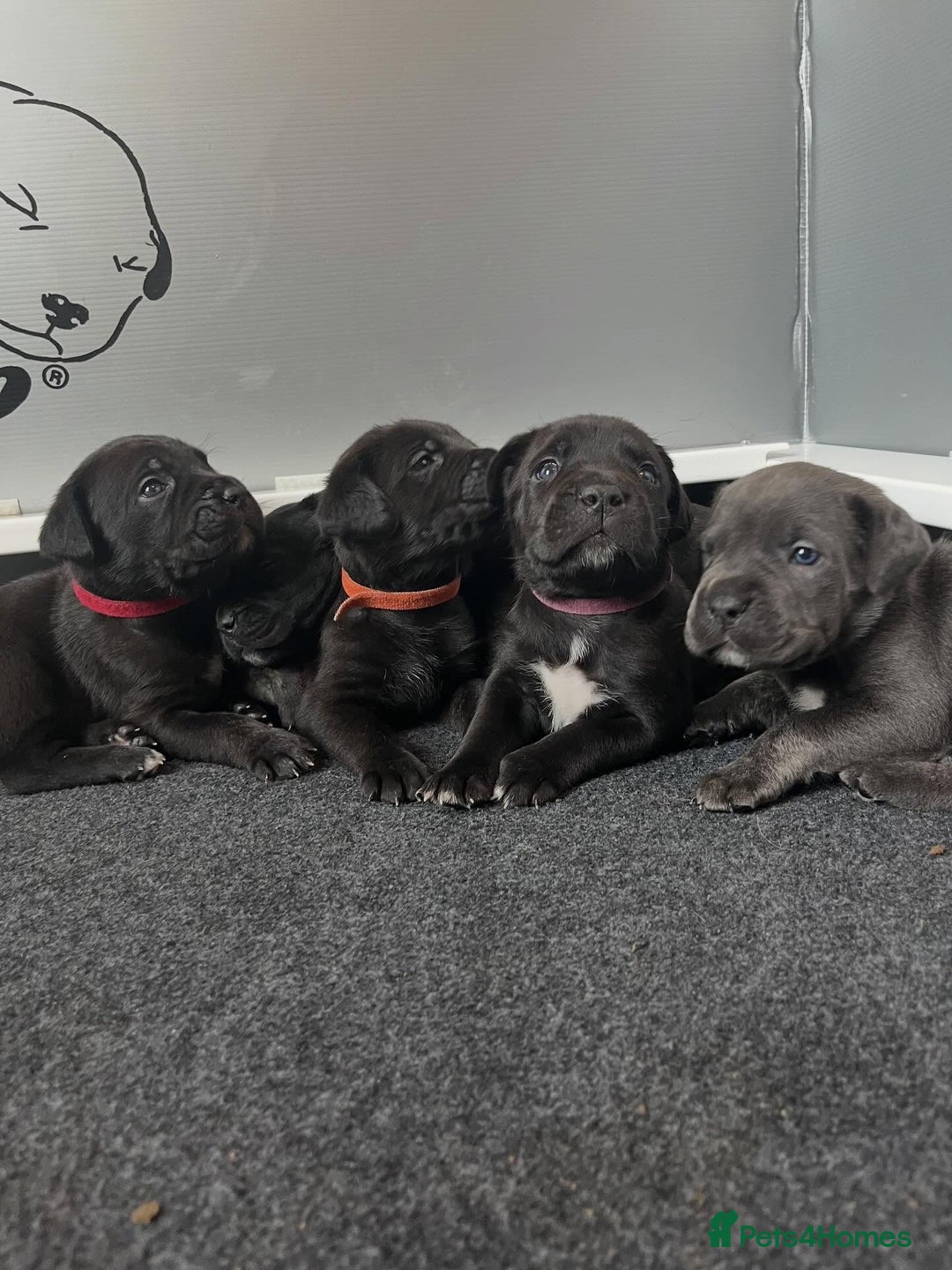 Cane Corso dogs for sale: Amazing Cane Corso puppies - Advert 10