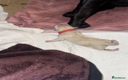 Labrador Retriever dogs for sale: 9 stunning Labrador puppies  - Image 4