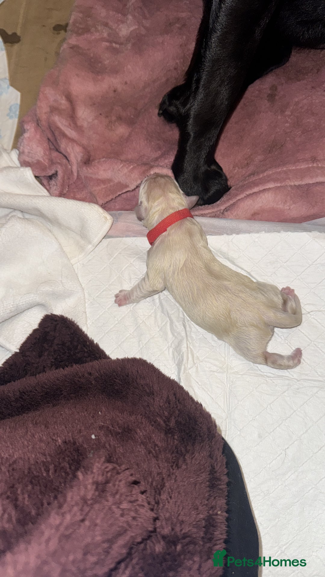 Labrador Retriever dogs for sale: 9 stunning Labrador puppies  - Image 4