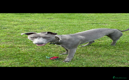 Mixed Breed dogs for sale: Handsome grey Lurcher 9 month old   - Image 20