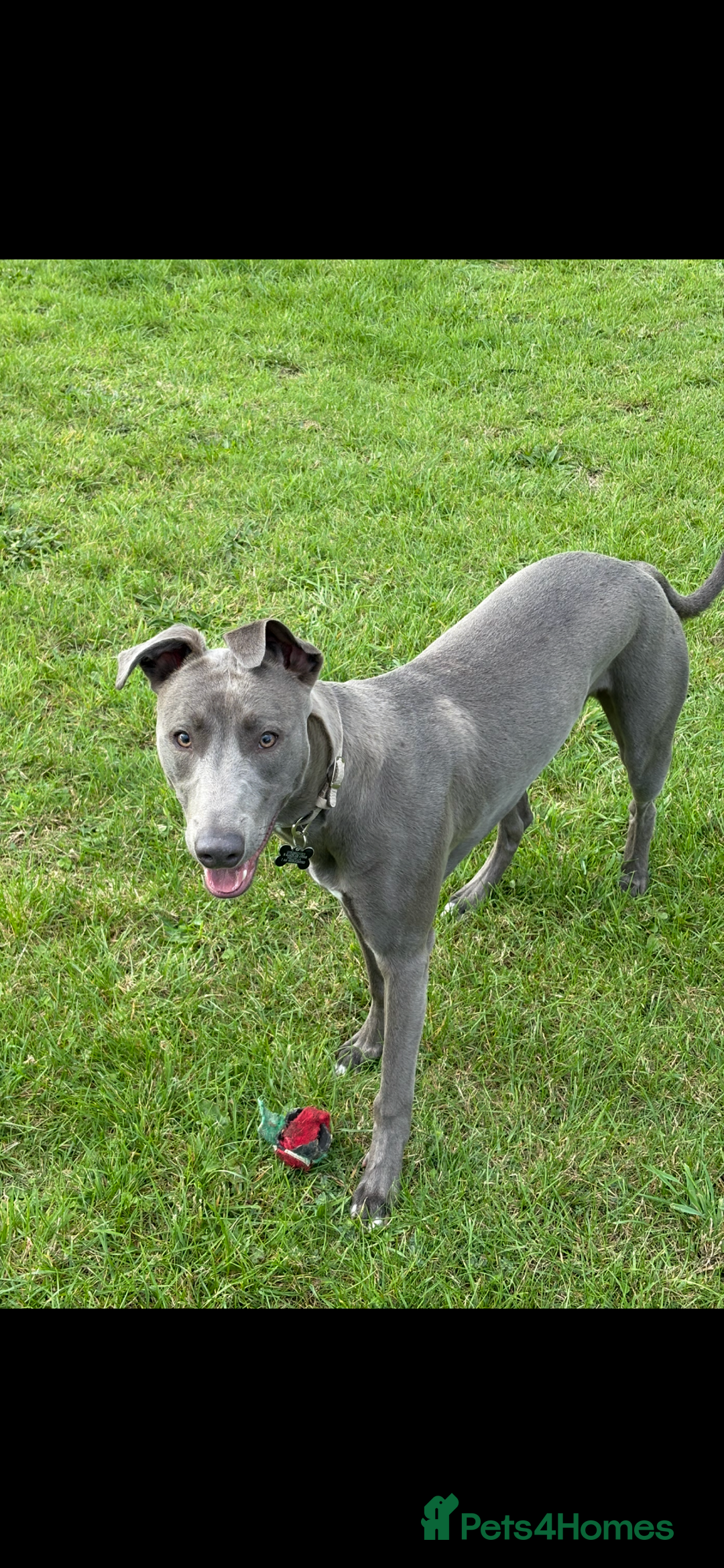 Mixed Breed dogs for sale: Handsome grey Lurcher 9 month old   - Image 20