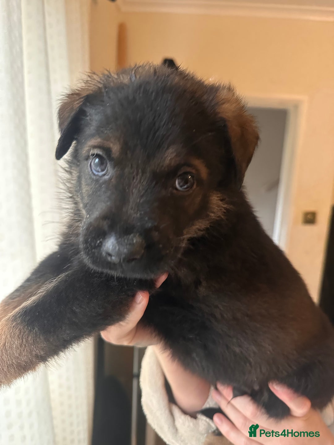 Mixed Breed dogs for sale: Shepweiller Puppies (8/10/25) REDUCED! - Advert 21
