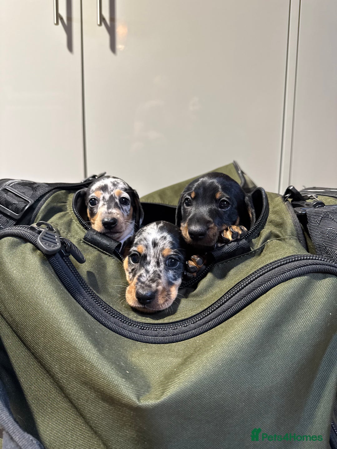Miniature Dachshund dogs for sale: Outstanding litter of miniature Dachshund Puppies - Image 2