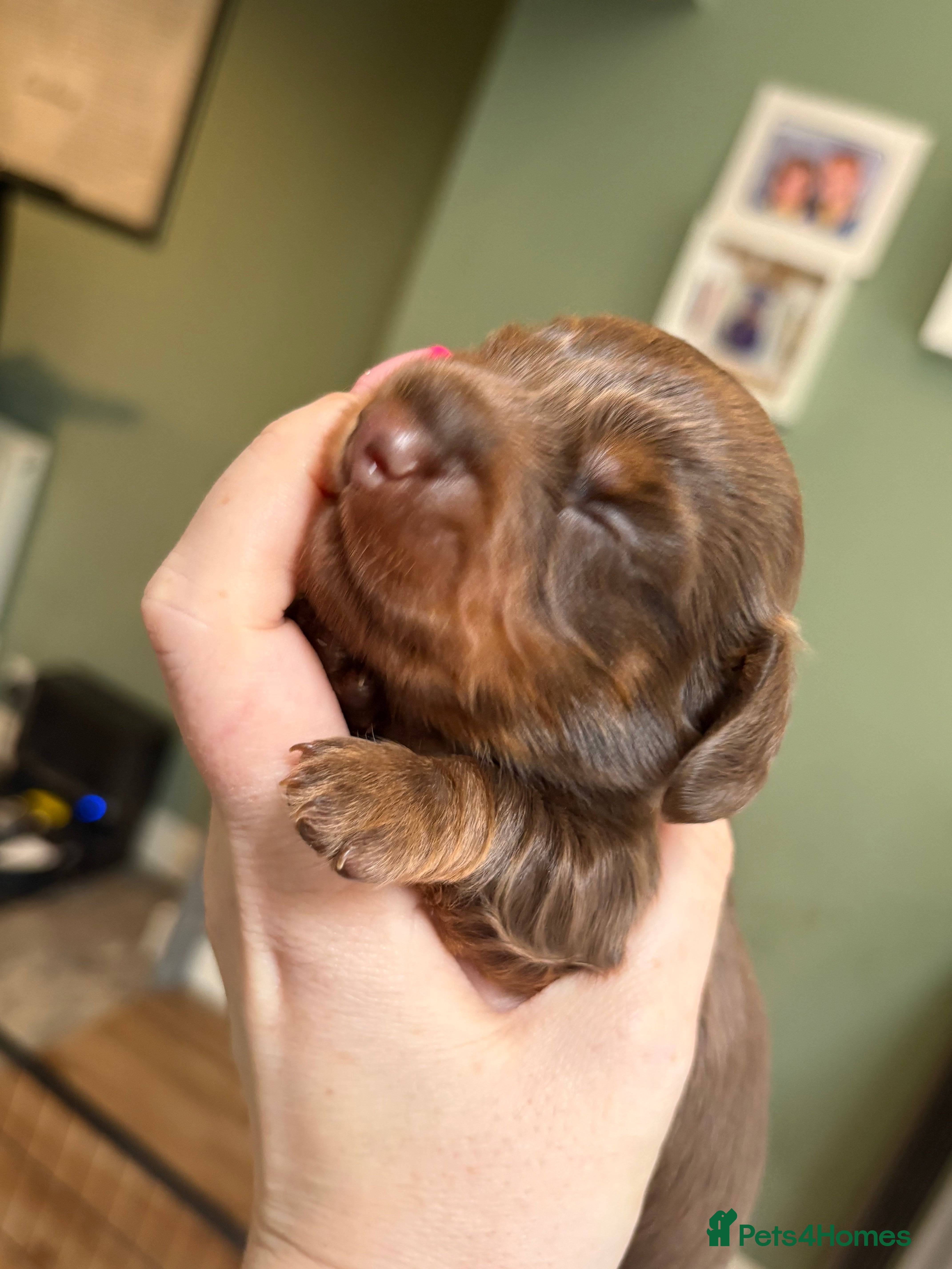 Miniature Dachshund dogs ❌Just 2 remaining❌ KC long haired mini dachshund  - Advert 2