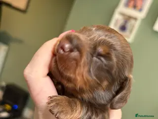 Miniature Dachshund dogs ❌Just 2 remaining❌ KC long haired mini dachshund - Advert 2