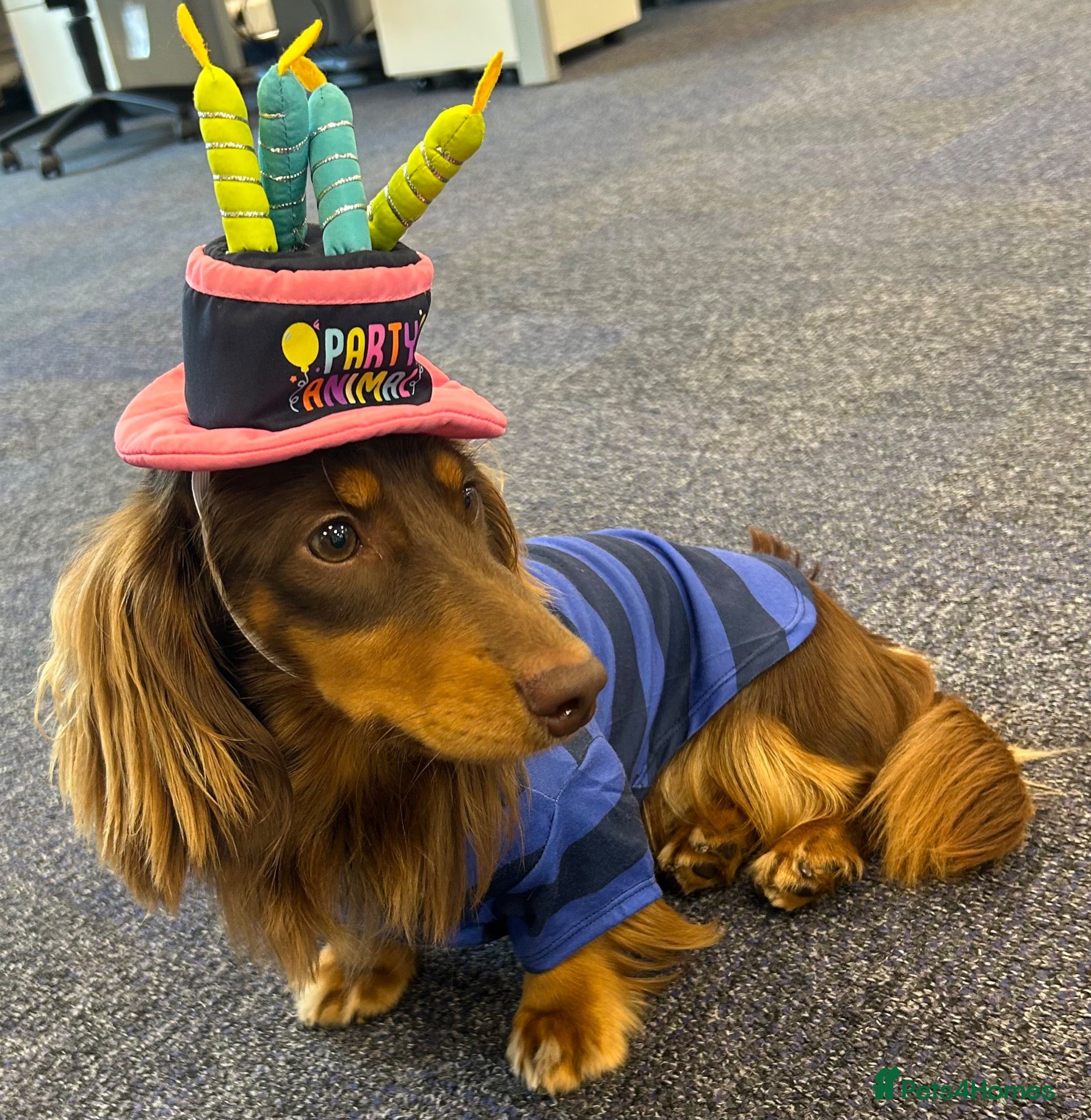 Dachshund dogs Milo Male long hair dachshund  - Advert 1