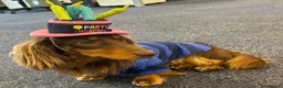 Dachshund dogs for stud: Milo Male long hair dachshund  in Hampton - Advert 1